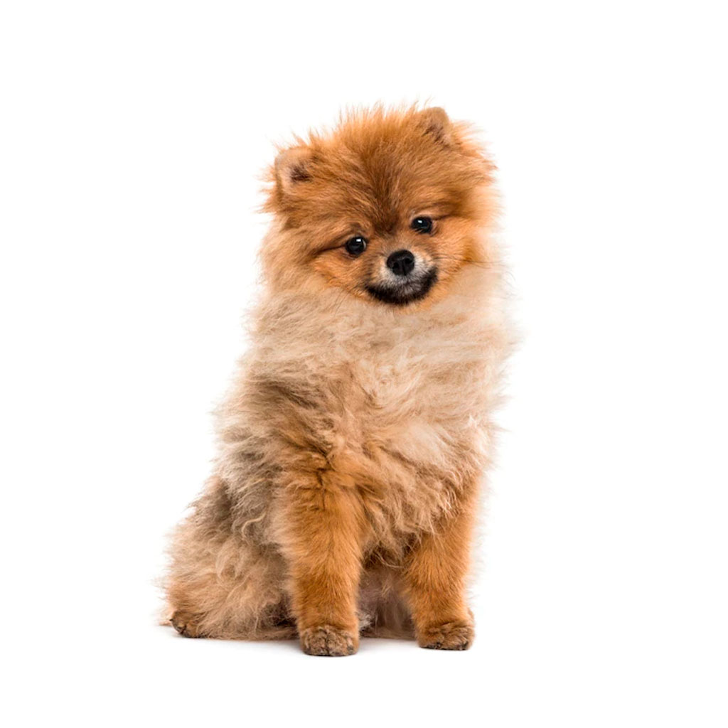 Foto cachorro Pomerania